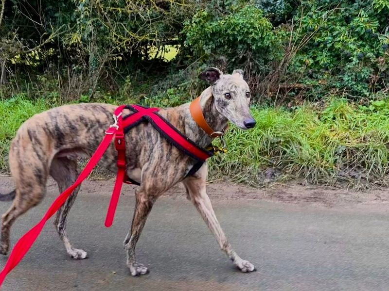Greyhound for adoption in Snetterton, Norfolk – 5 years old - Image 4 of 5