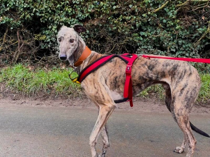 Billy, a 6 years old male Greyhound available for adoption from Dogs Trust in Snetterton, Norfolk
