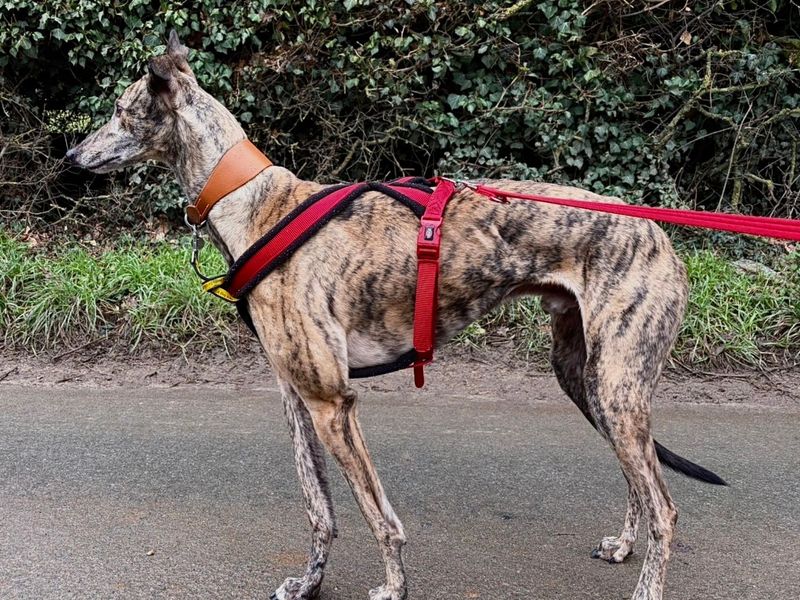Greyhound for adoption in Snetterton, Norfolk – 5 years old - Image 3 of 5