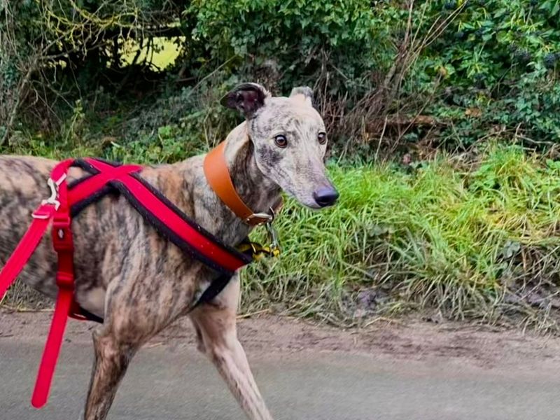Greyhound for adoption in Snetterton, Norfolk – 5 years old - Image 5 of 5