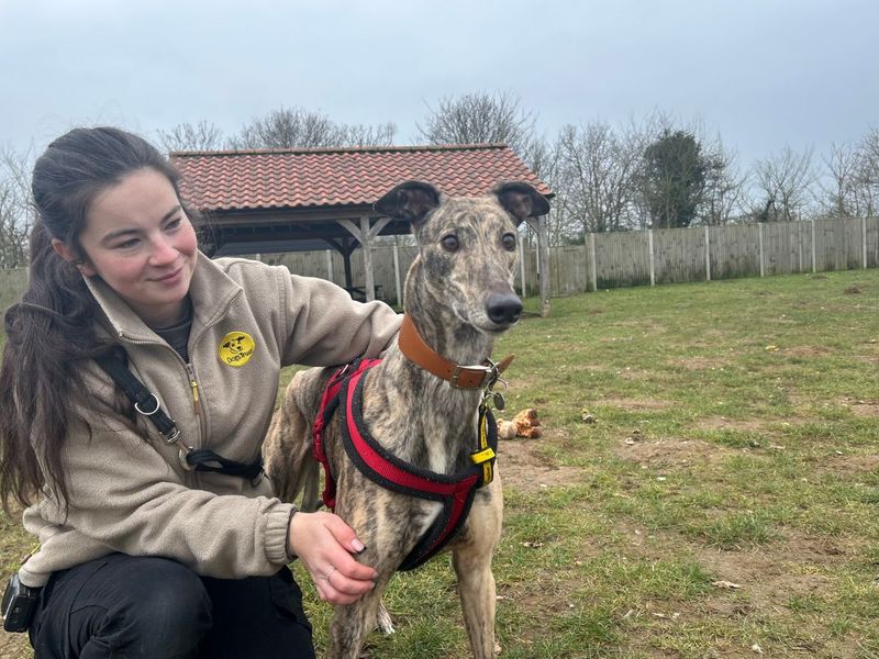 Billy | Greyhound | Snetterton (Norfolk) - 1