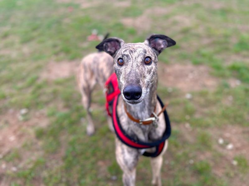 undefined | Greyhound | undefined - 6