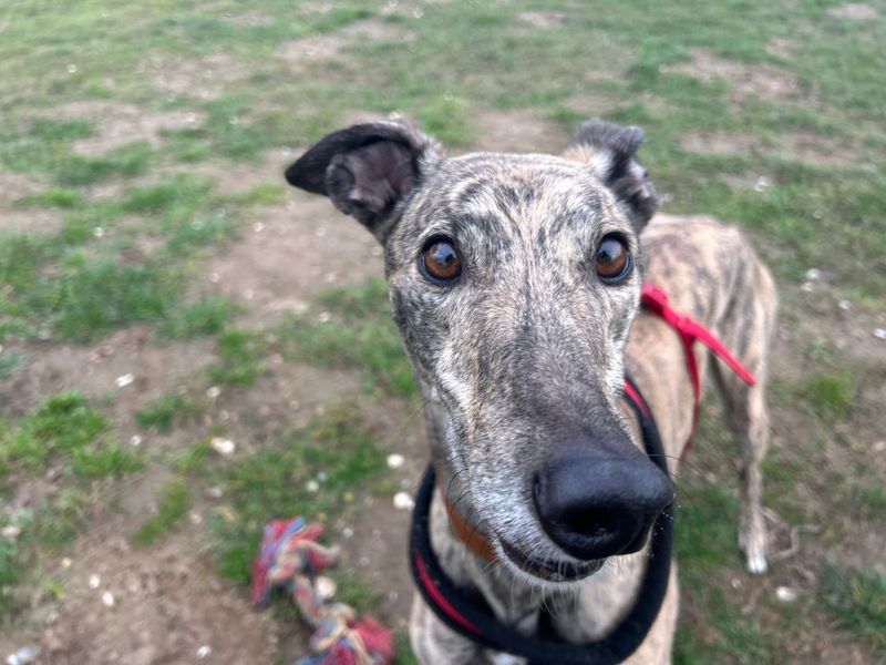 undefined | Greyhound | undefined - 4