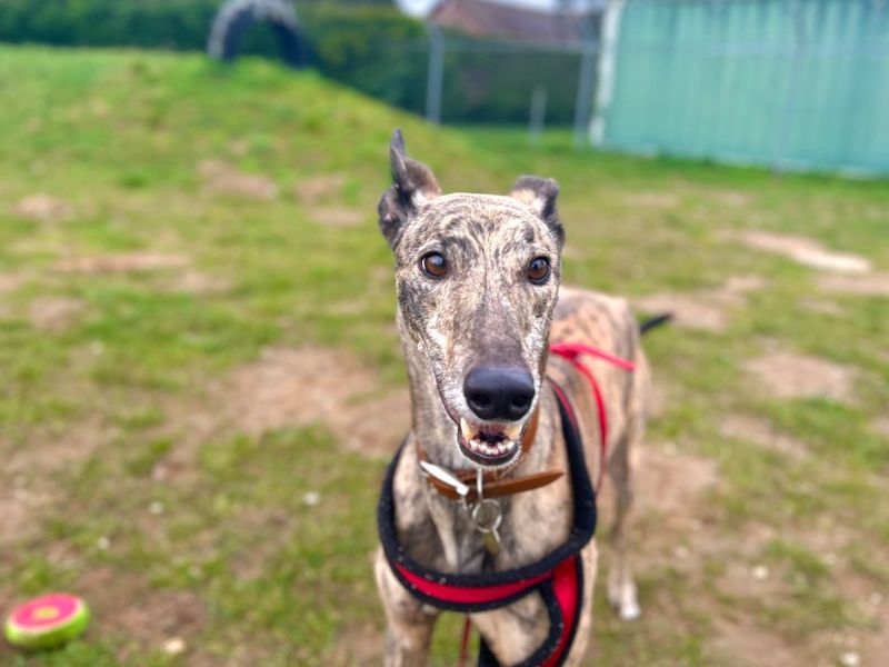 undefined | Greyhound | undefined - 9