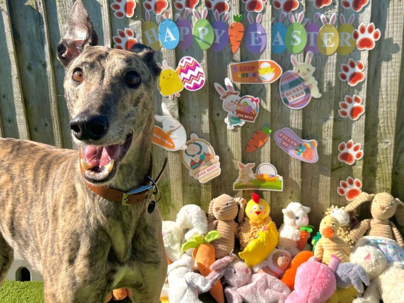 undefined | Greyhound | undefined - 7