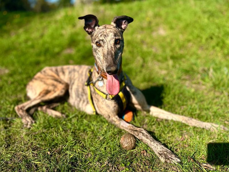 undefined | Greyhound | undefined - 3