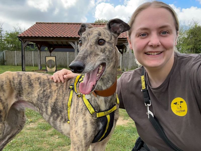 Billy | Greyhound | Snetterton (Norfolk) - 1
