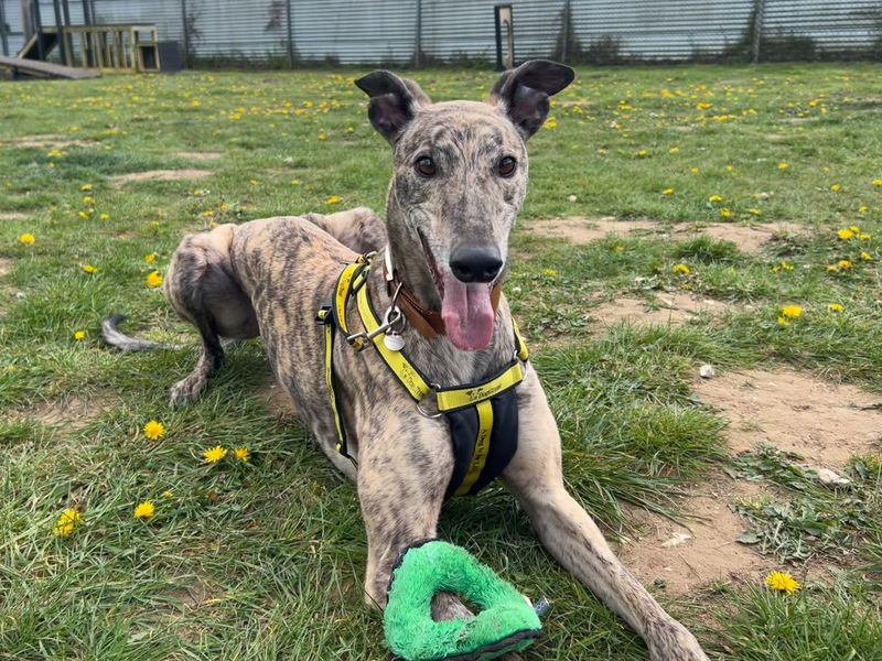 undefined | Greyhound | undefined - 10