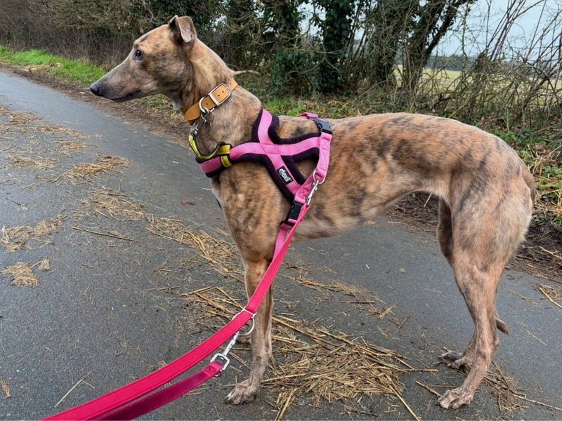 Greyhound for adoption in Snetterton, Norfolk – 3 years old