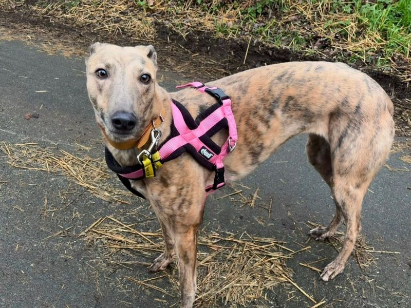 Greyhound for adoption in Snetterton, Norfolk – 3 years old - Image 4 of 4