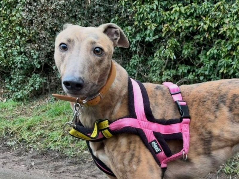 Greyhound for adoption in Snetterton, Norfolk – 3 years old - Image 2 of 4