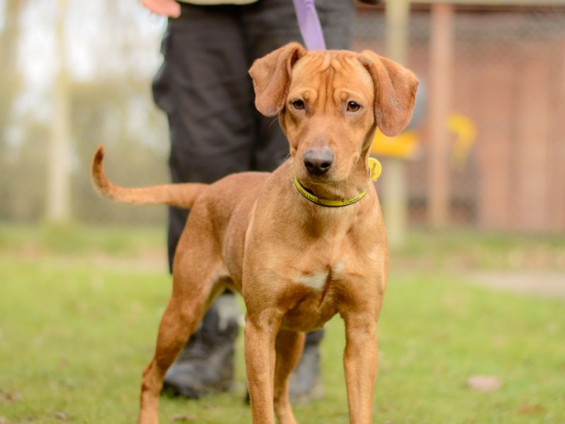 Dora | Retriever (Labrador) Cross | Kenilworth (West Midlands) - 1