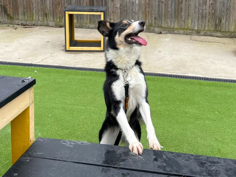 undefined | Collie (Border) | undefined - 6
