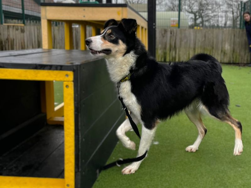 Border Collie Dogs And Puppies For Adoption