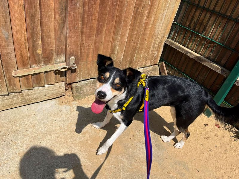 undefined | Collie (Border) | undefined - 2