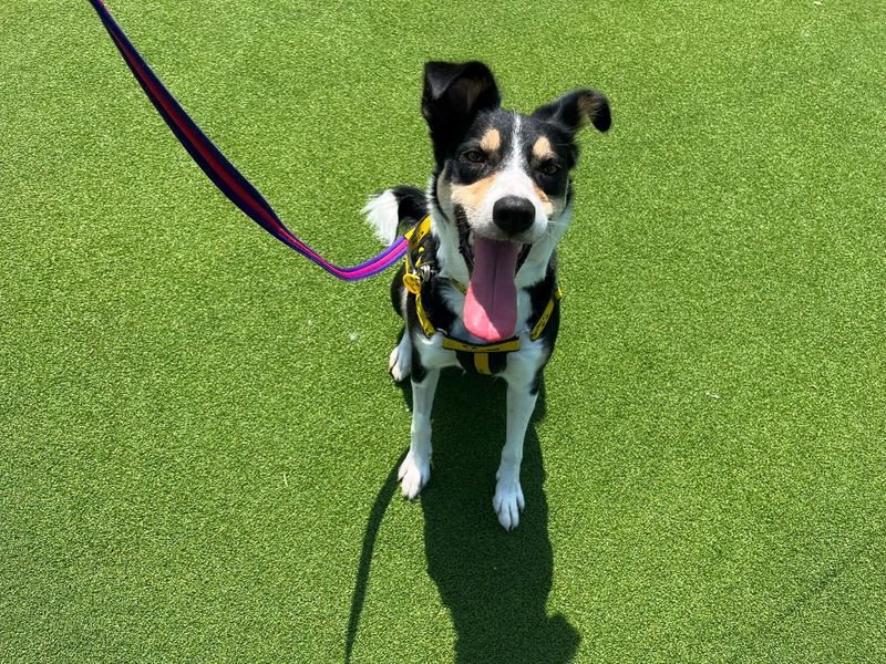 undefined | Collie (Border) | undefined - 5