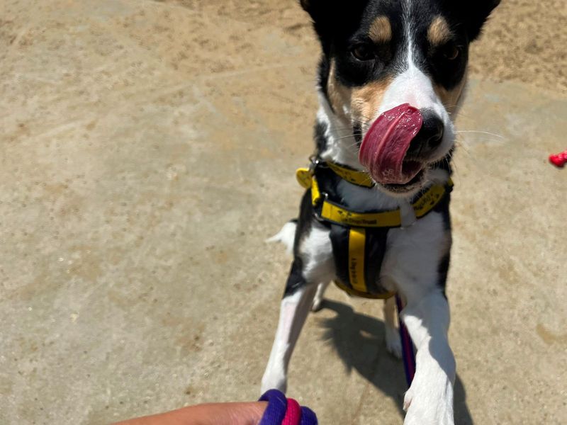 undefined | Collie (Border) | undefined - 3