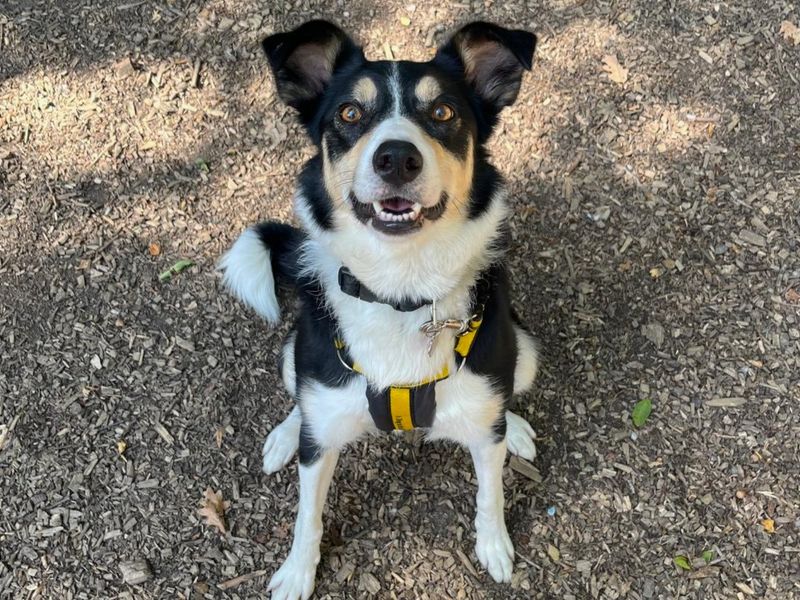 Lynn | Collie (Border) | Canterbury - 2