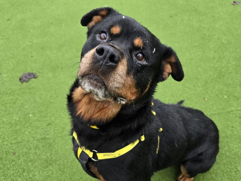 Darcy - Image 2 of 2