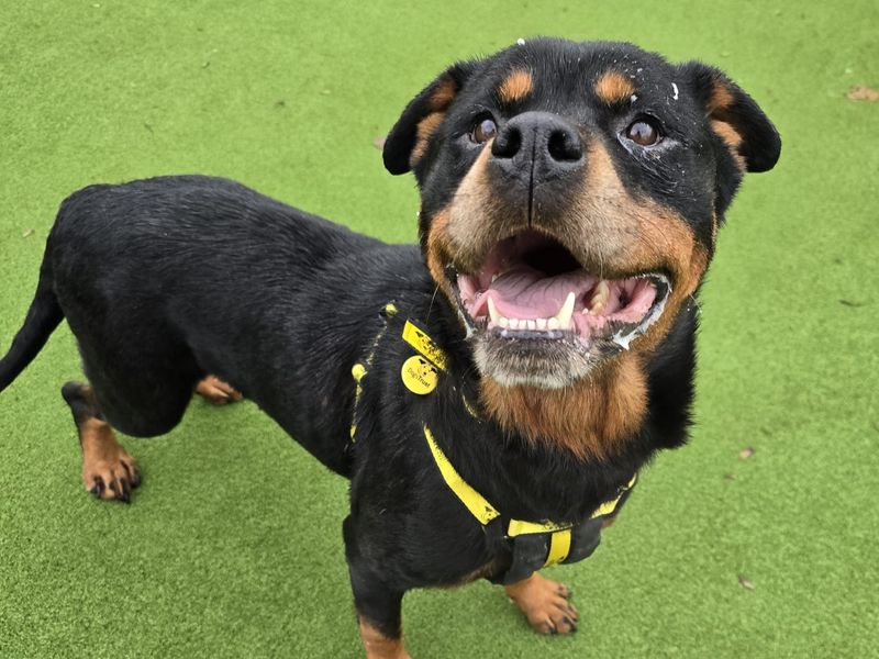 Rottweiler for adoption in Telford, Shropshire – 7 years old