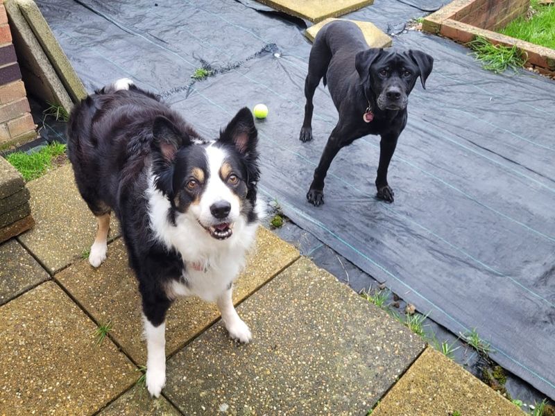 Sasha | Collie (Border) | Kenilworth (West Midlands) - 1