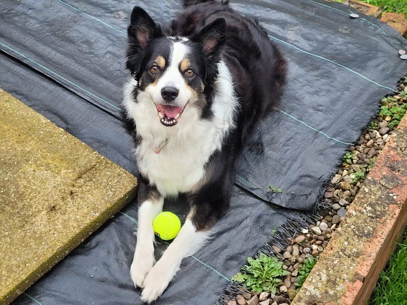 Sasha - Image 2 of 2