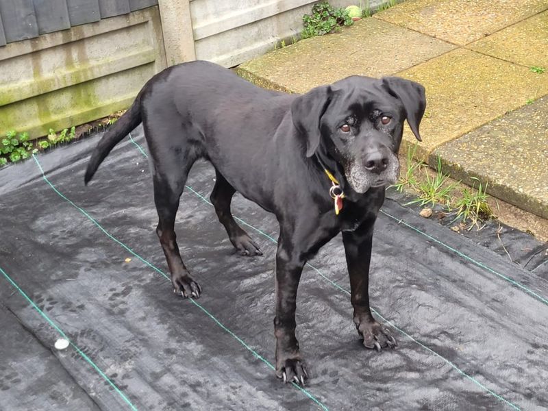 Missie | Retriever (Labrador) | Kenilworth (West Midlands) - 1