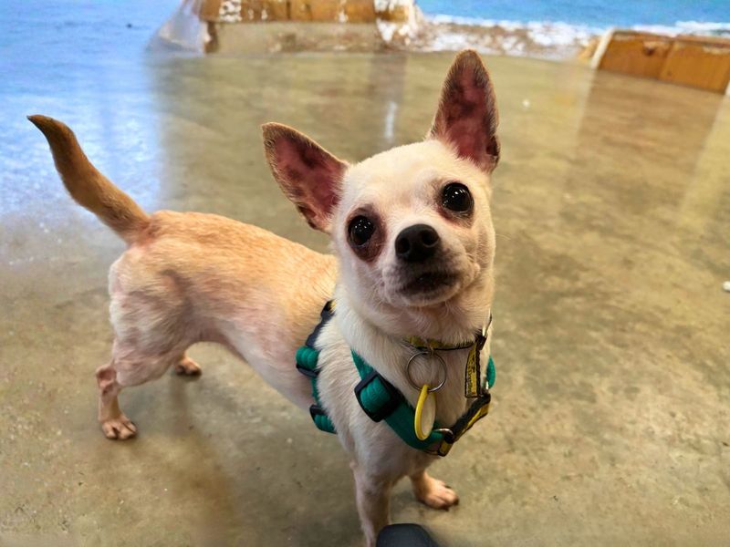 Mabel - Image 2 of 2