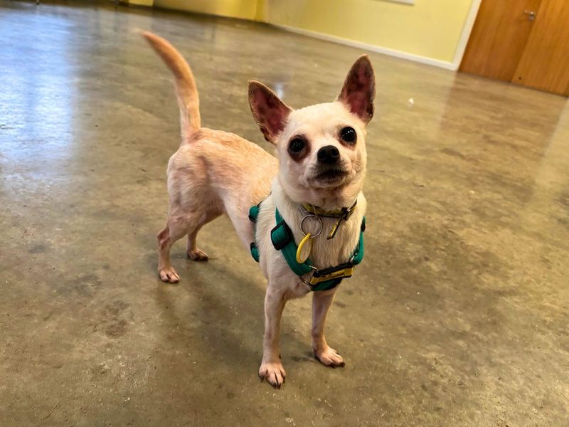 Chihuahua for adoption in Newton Tony, Wiltshire – 5 years old