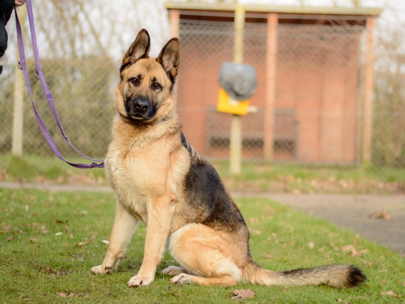 German Shepherd for adoption in Kenilworth, Warks – 3 years old