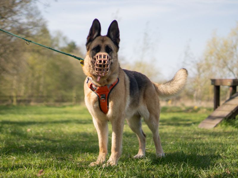 Lyra | German Shepherd Dog | Kenilworth (West Midlands) - 1