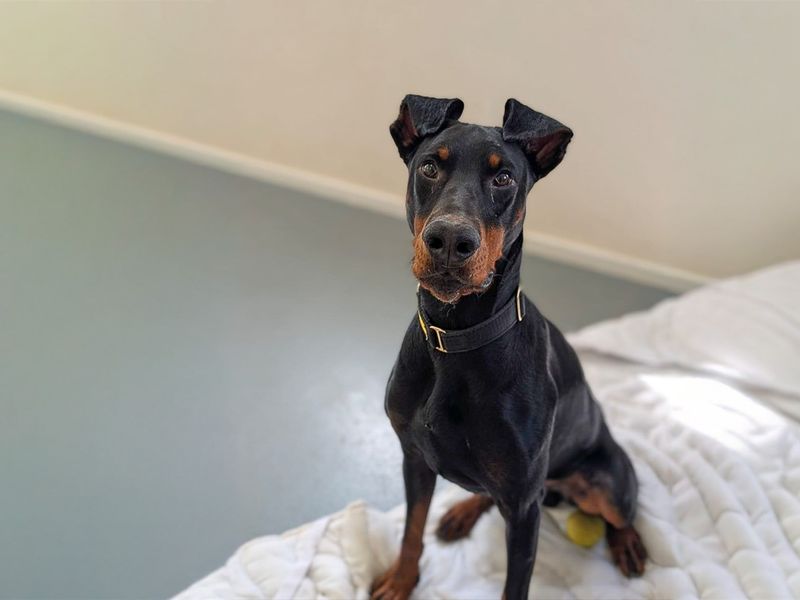 undefined | Dobermann | undefined - 13