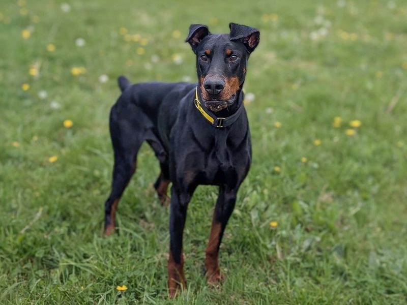 undefined | Dobermann | undefined - 11