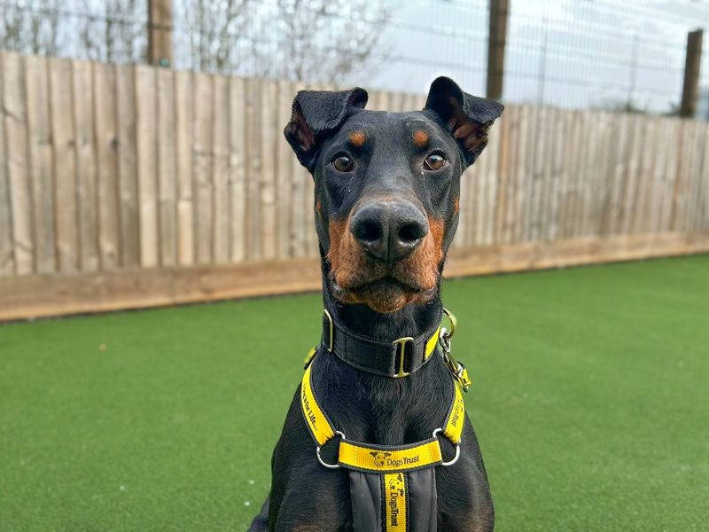 undefined | Dobermann | undefined - 10