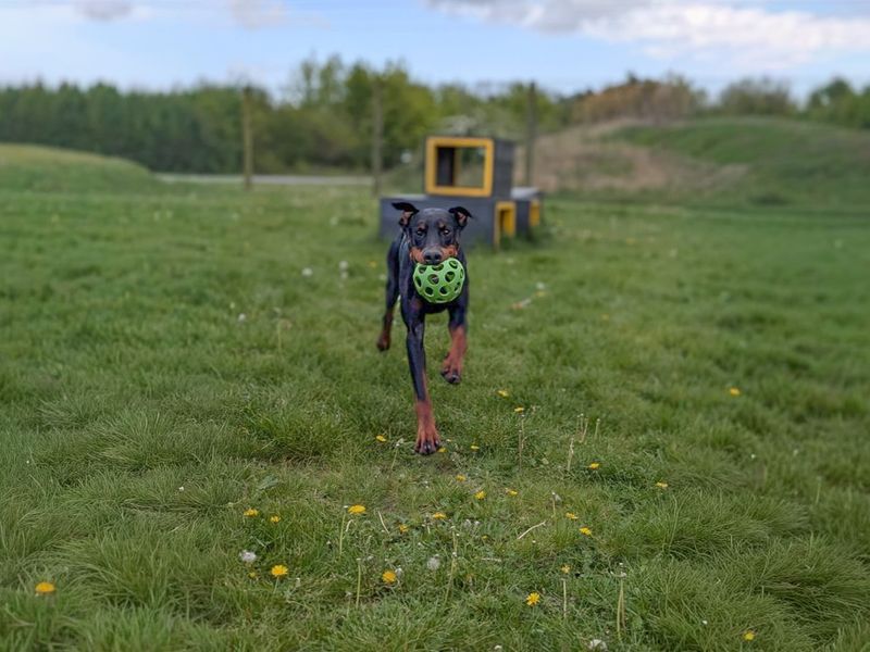undefined | Dobermann | undefined - 4