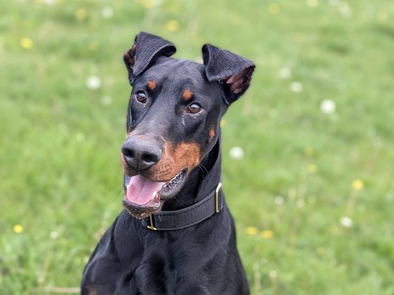 undefined | Dobermann | undefined - 8