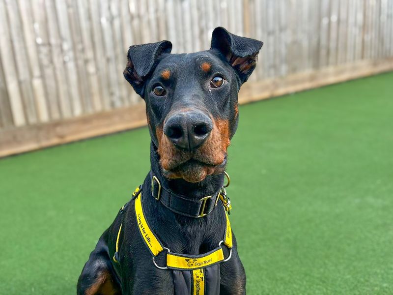 undefined | Dobermann | undefined - 12