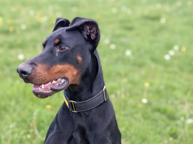 undefined | Dobermann | undefined - 9