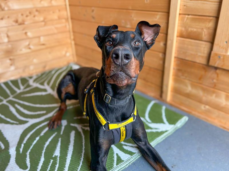 undefined | Dobermann | undefined - 6