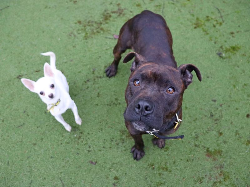 Darby - Image 2 of 5