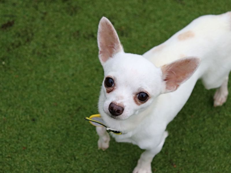 Darby - Image 5 of 5