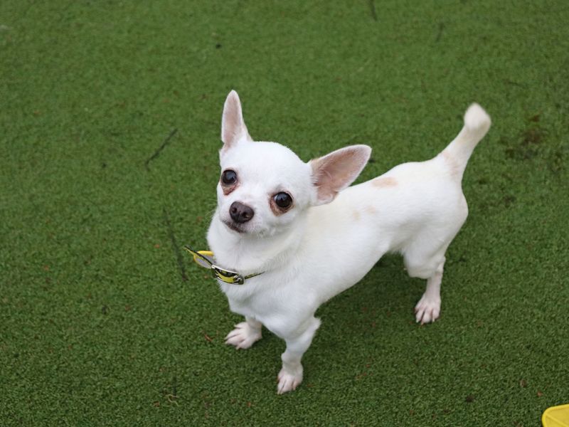 Darby - Image 4 of 5