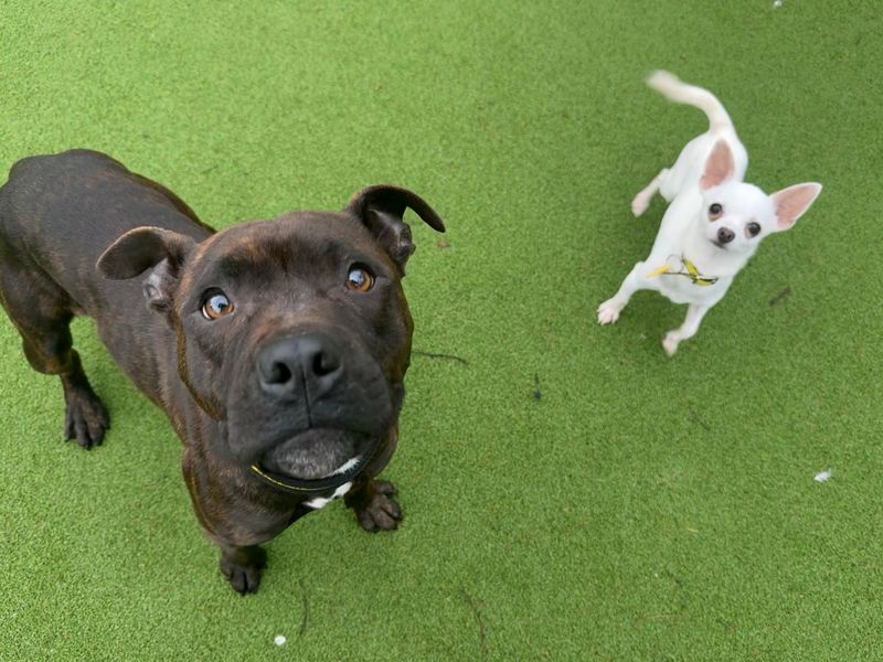 Dixie - Image 3 of 4