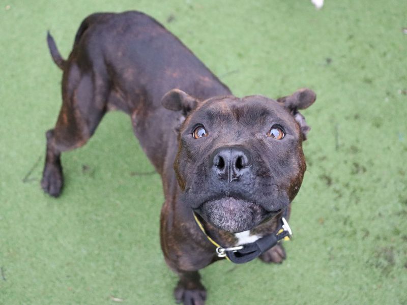 Dixie - Image 4 of 4