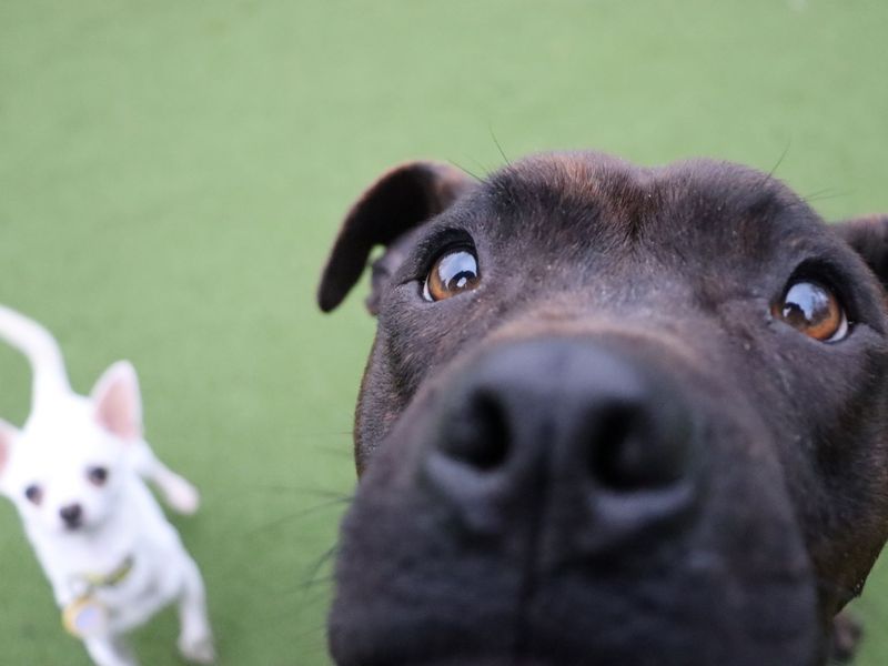Dixie, a 4 years old female Unknown available for adoption from Dogs Trust in Glasgow, Scotland
