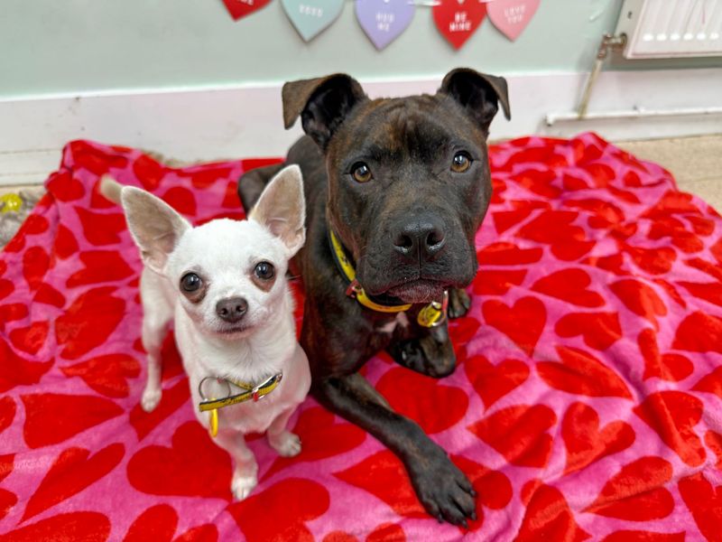 Dixie - Image 2 of 4