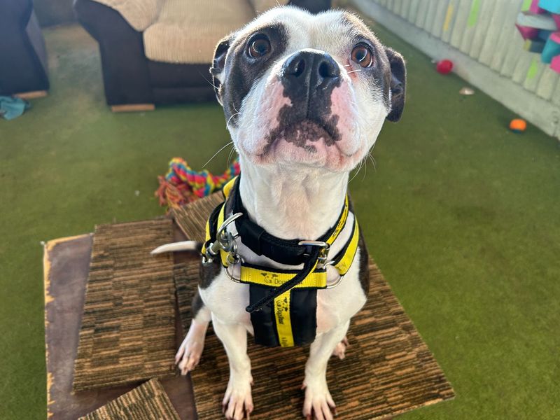 Dorothy - Image 2 of 3