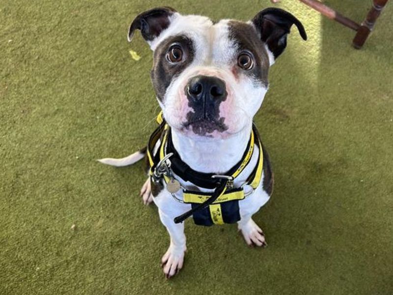 Dorothy - Image 3 of 3