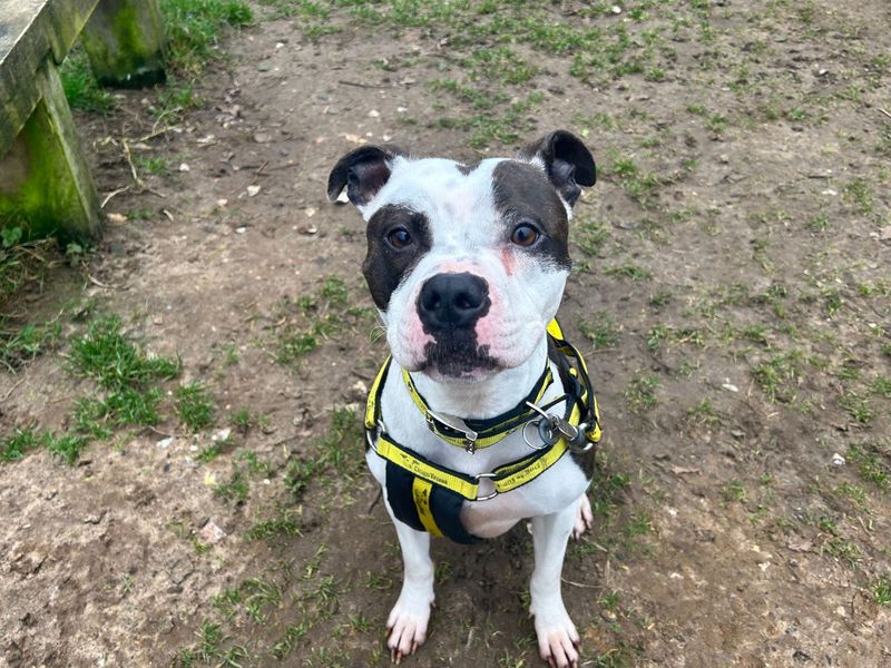 Dorothy, a 4 years old female Unknown available for adoption from Dogs Trust in Snetterton, Norfolk