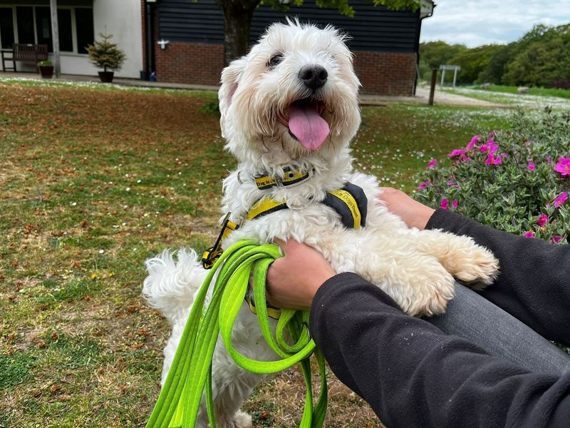 Dora | Bichon Frise Cross | Canterbury - 1